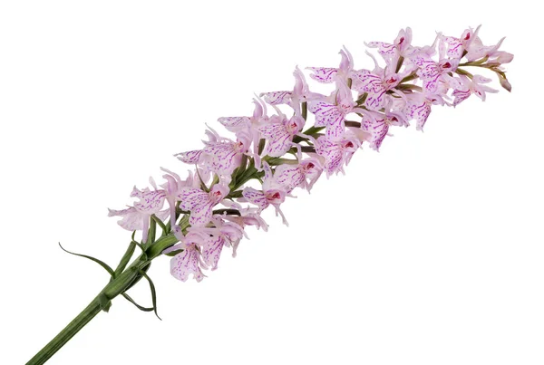 Rosa Orkidé Blommor Isolerad Vit Bakgrund — Stockfoto