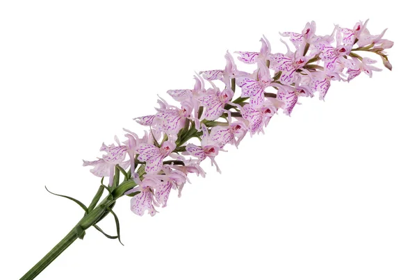 Flores Orquídea Rosa Aisladas Sobre Fondo Blanco —  Fotos de Stock