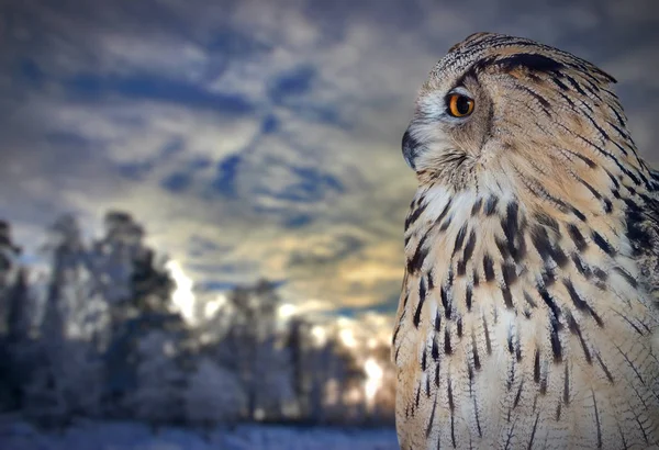 Owl Porträtt Vintern Sunset Bakgrund — Stockfoto