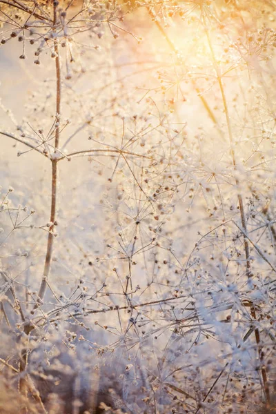 Macro Van Gedroogde Bevroren Planten Bij Zonsondergang — Stockfoto