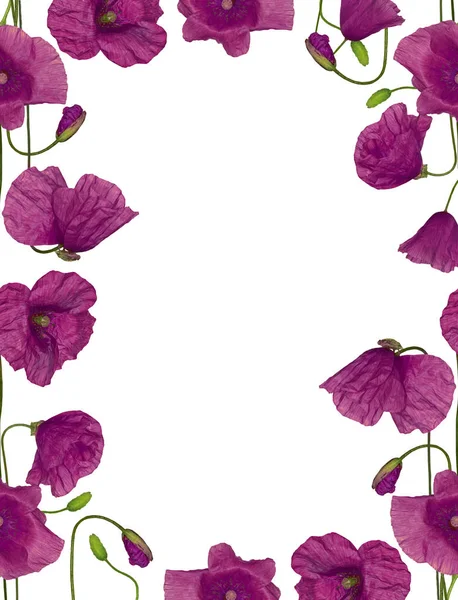 Dark Poppy Flowers Frame Isolated White Background — Stock Photo, Image