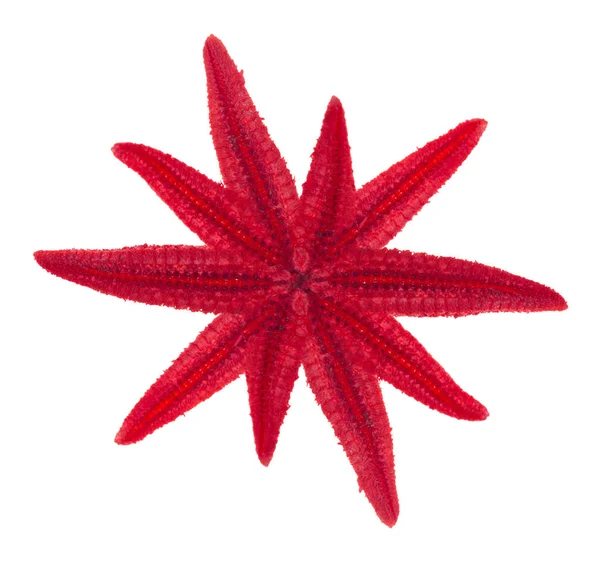 Estrella Mar Roja Aislada Sobre Fondo Blanco —  Fotos de Stock