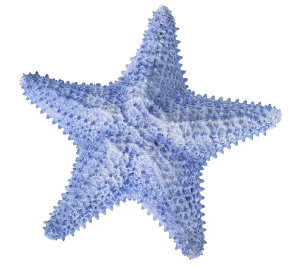 Blue Starfish Isolated White Background — Stock Photo, Image