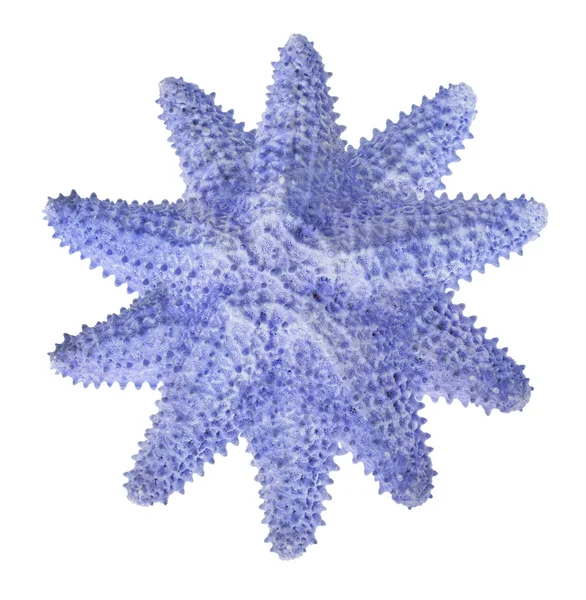 Estrela Mar Azul Isolada Sobre Fundo Branco — Fotografia de Stock