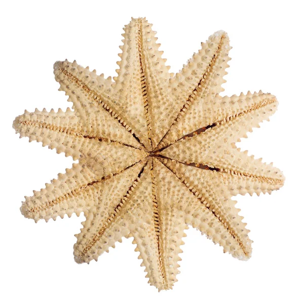 Estrella Mar Beige Aislada Sobre Fondo Blanco —  Fotos de Stock