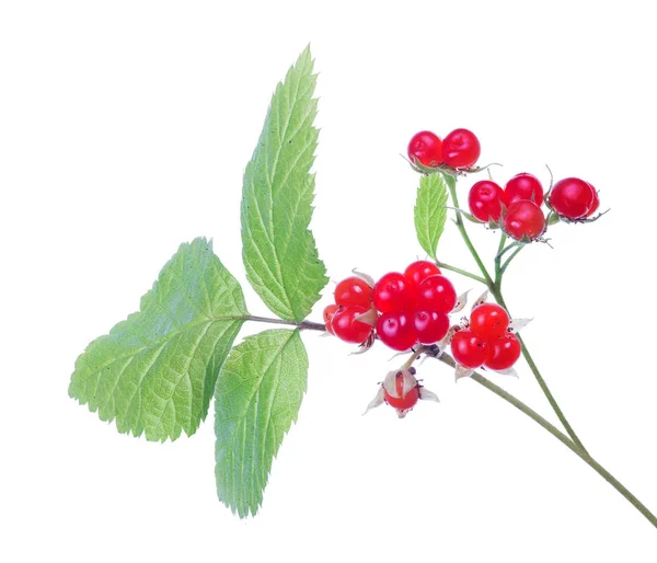 Красный Камень Bramble Изолированы Белом Фоне — стоковое фото