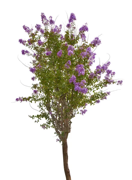 Lila Kvetoucí Strom Izolovaných Bílém Pozadí — Stock fotografie