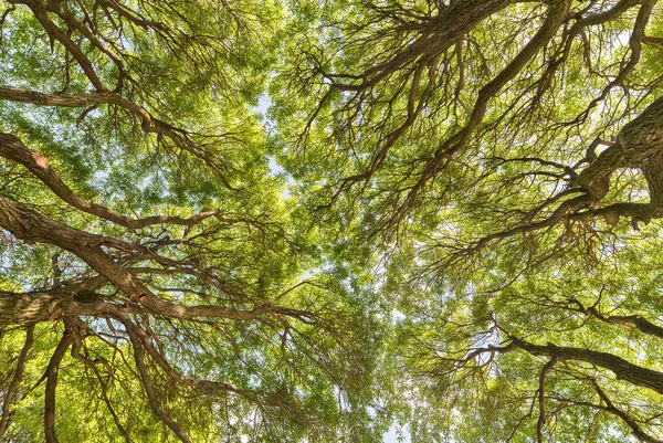 Pozadí Větve Stromu Zelené Listy — Stock fotografie