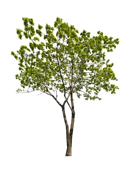 Zielony Klon Drzewo Izolowane Białym Tle — Zdjęcie stockowe