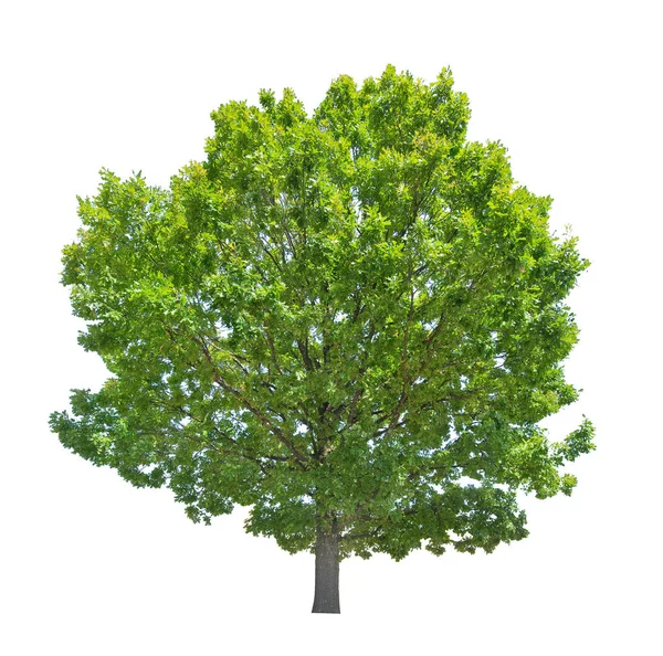 Green Summer Oak Tree Isolated White Background — Stock Photo, Image