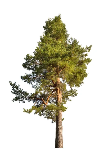 Één Pine Geïsoleerd Witte Achtergrond — Stockfoto