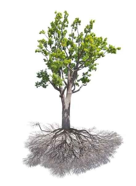 Green Oak Tree Wit Root Isolated White Background — Stock Photo, Image