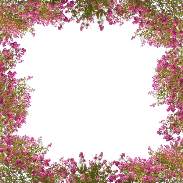 Square Frame Pink Blooming Trees Isolated White Background — Stock Photo, Image