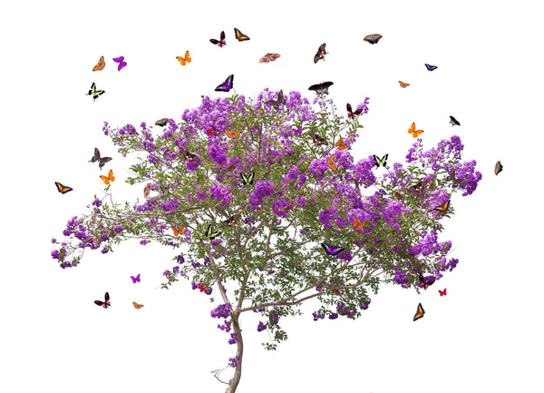 蝶と白い背景に分離されたライラックの咲く木 — ストック写真