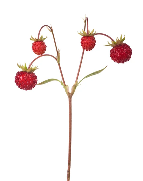 对野生草莓茎上孤立的白色背景 — 图库照片