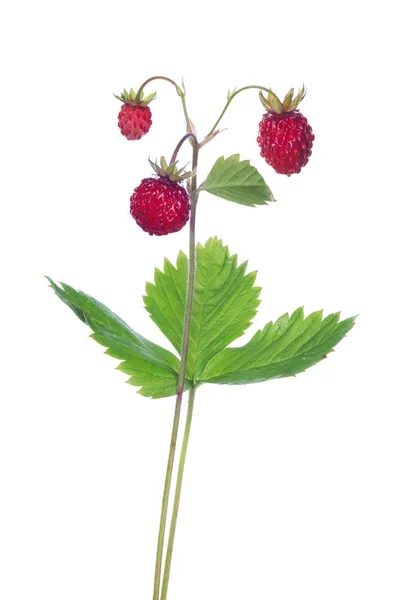 Fresas Silvestres Tallo Aislado Sobre Fondo Blanco — Foto de Stock