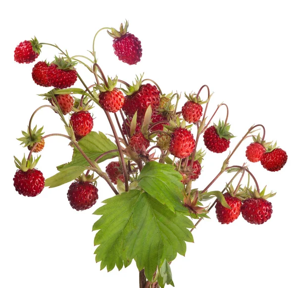 Fresas Silvestres Tallo Aislado Sobre Fondo Blanco — Foto de Stock