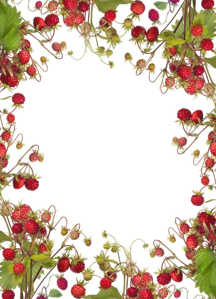 Frame Wild Strawberries Isolated White Background — Stock Photo, Image