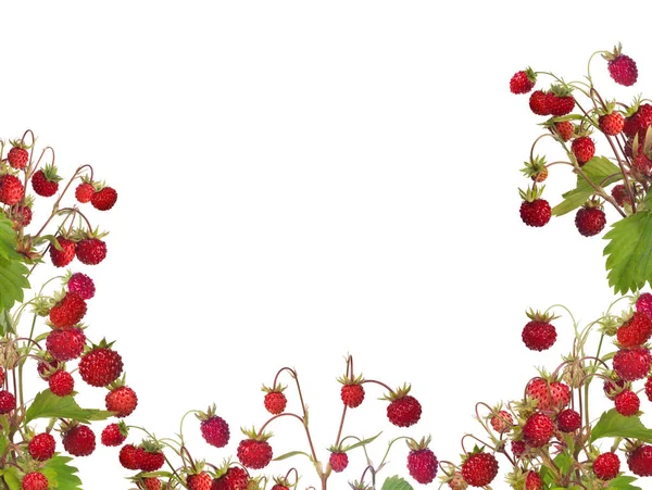 Wilde Aardbeien Halve Frame Geïsoleerd Witte Achtergrond — Stockfoto