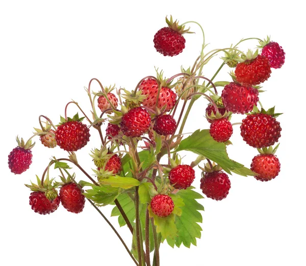 对野生草莓茎上孤立的白色背景 — 图库照片
