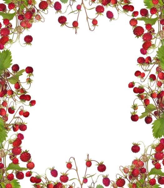 Wilde Aardbeien Frame Geïsoleerd Witte Achtergrond — Stockfoto