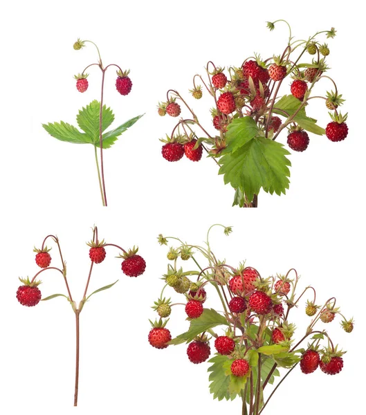 Wild Strawberries Stem Isolated White Background — Stock Photo, Image