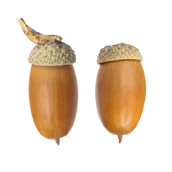 Two Brown Acorns Isolated White Background Stock Picture