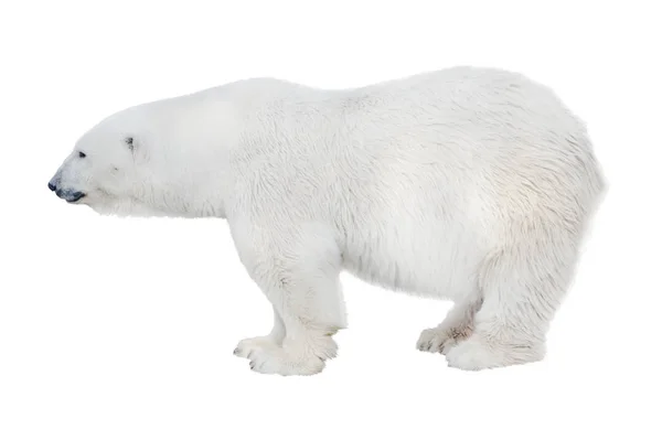 Белый Медведь Изолирован Белом Фоне Стоковое Фото
