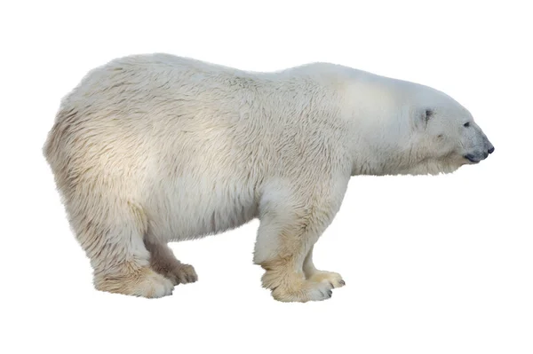 Orso Polare Isolato Sfondo Bianco — Foto Stock