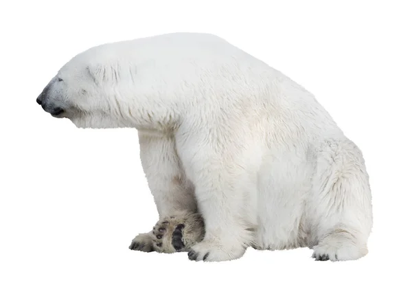 Polar Bear Isolated White Background — Stock Photo, Image