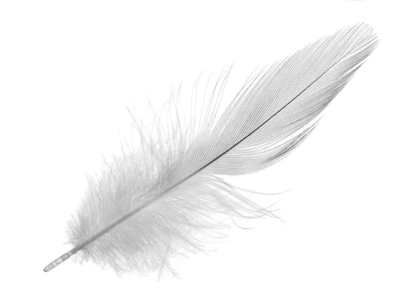 Fluffy Feather Isolated White Background — Stock Photo, Image