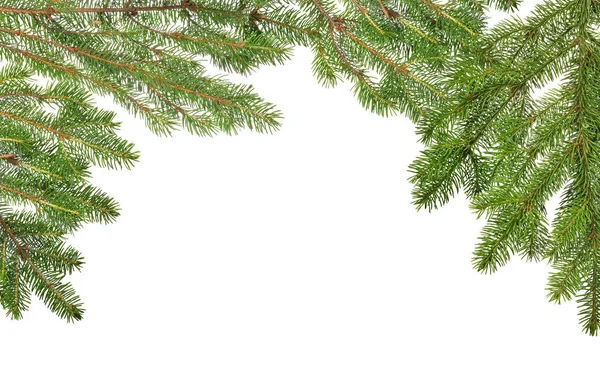 Frame Green Fir Branches Isolated White Background Stock Image