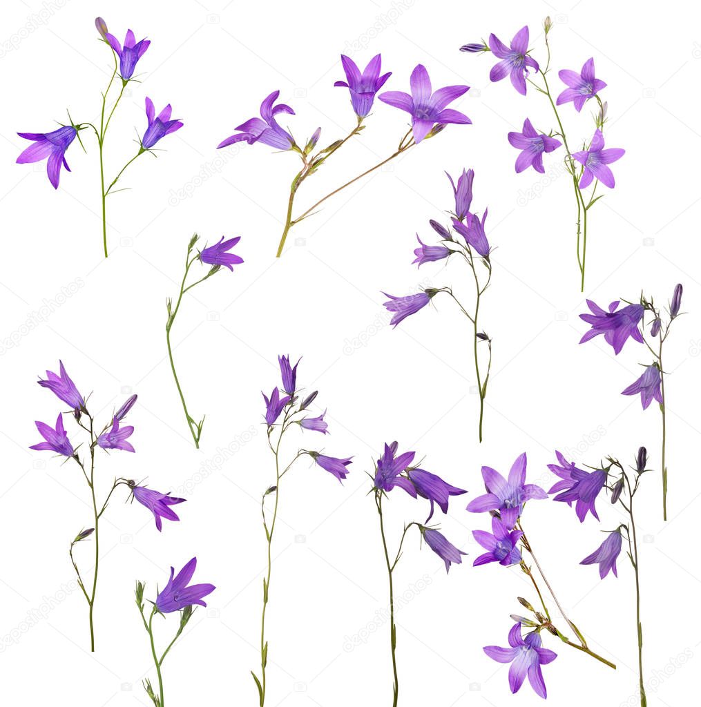 set of Spreading bellflowers isolated on white background