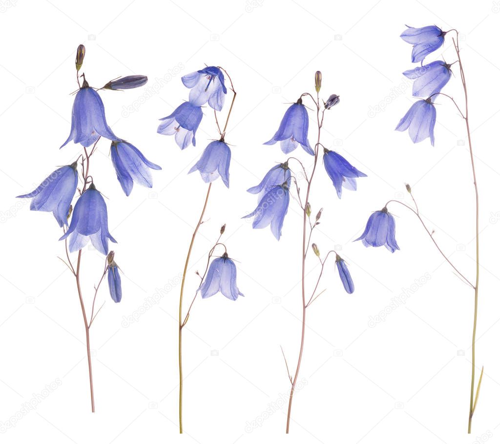set of forest bellflowers isolated on white background