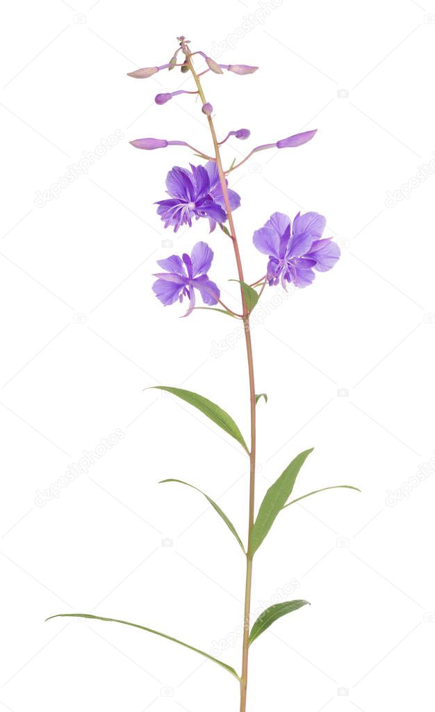 lilac fireweed isolated on white background