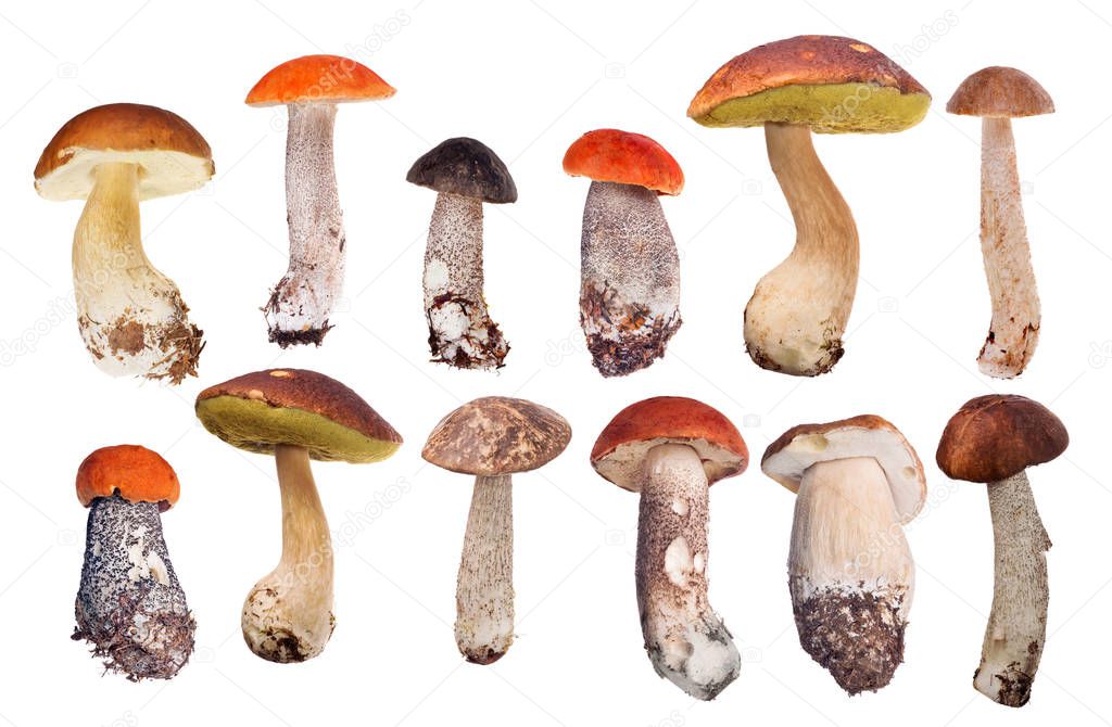 set of mushrooms isolated on white background