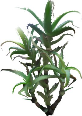 illüstrasyon izole beyaz arka plan üzerinde aloe ile