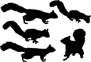 illüstrasyon izole beyaz arka plan üzerinde beş sincaplarla