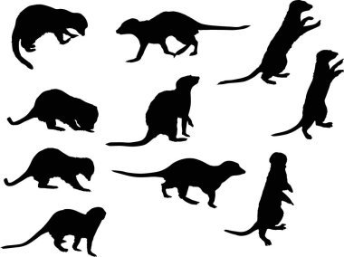 Beyaz arka plan üzerinde izole meerkat kümesiyle illüstrasyon