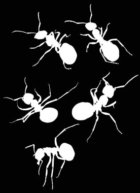 Siyah arkaplanda izole edilmiş karınca siluetleri ile illüstrasyon