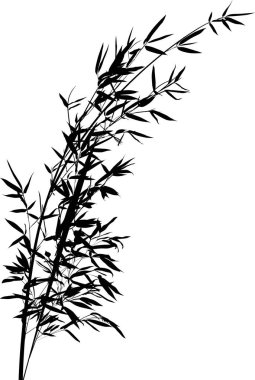 Beyaz arka planda izole edilmiş siyah bambu dallı illüstrasyon