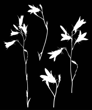 illüstrasyon izole siyah arka plan üzerine whitek çan çiçeği çiçek ile