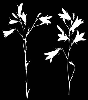 Siyah arkaplanda beyaz campanula çiçekleriyle izole edilmiş resimlerName