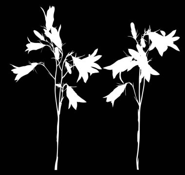 Siyah arkaplanda beyaz campanula çiçekleriyle izole edilmiş resimlerName