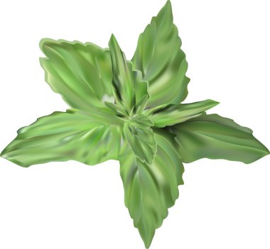 İllüstrasyon izole beyaz zemin üzerine nane yaprağı ile