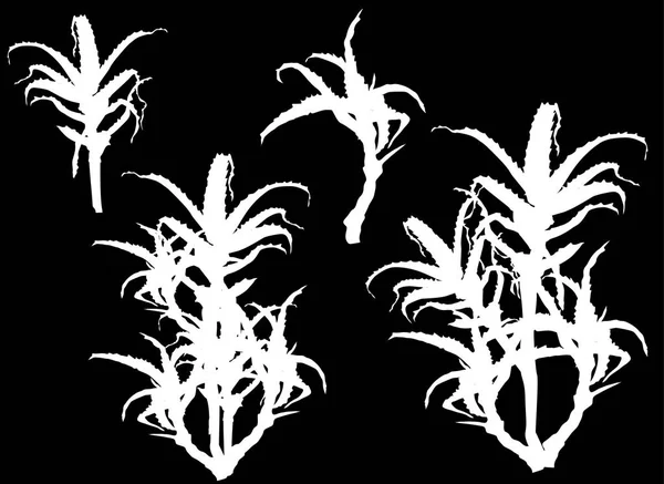 Illustration Med Aloe Isolerad Svart Bakgrund — Stock vektor
