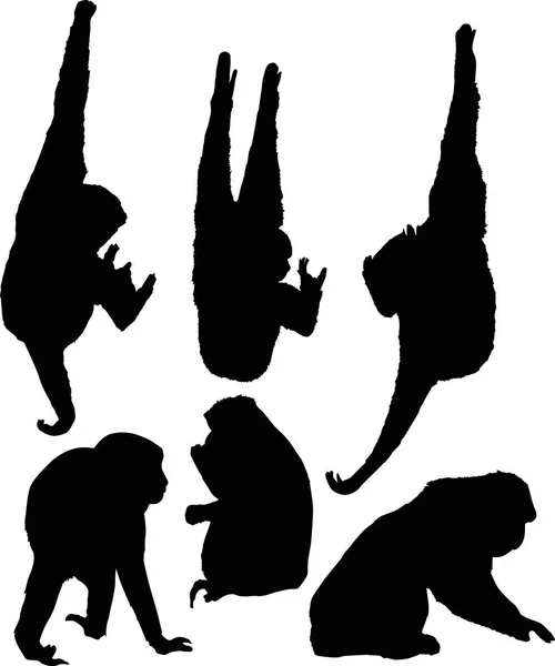 Ilustración Con Diferentes Siluetas Monos Aisladas Sobre Fondo Blanco — Archivo Imágenes Vectoriales