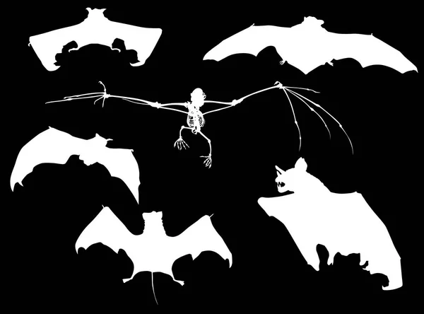 Illustration Avec Collection Chauve Souris Isolée Sur Fond Noir — Image vectorielle