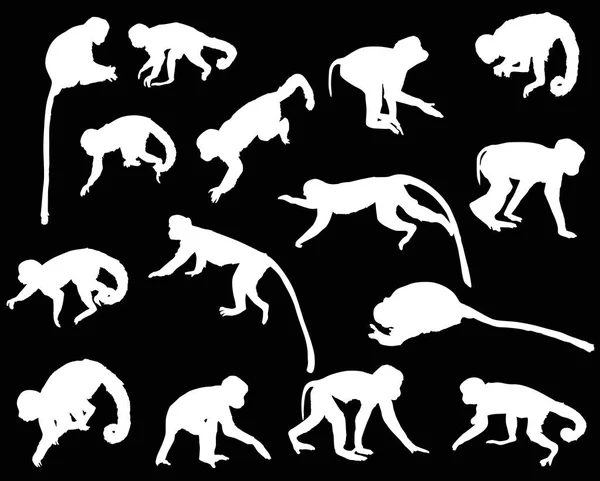 用不同的猴子轮廓在黑色背景上分离的图解 — 图库矢量图片