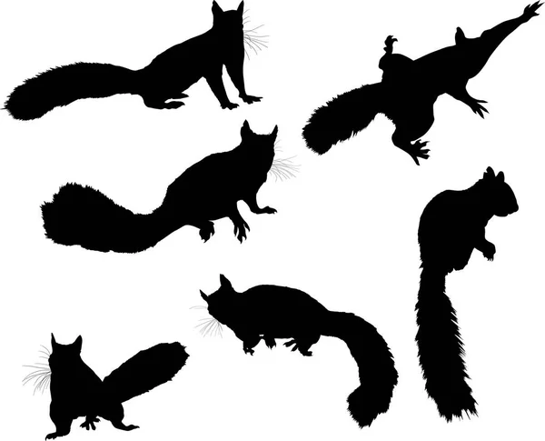 图上有6只松鼠在白色背景上被隔离 — 图库矢量图片